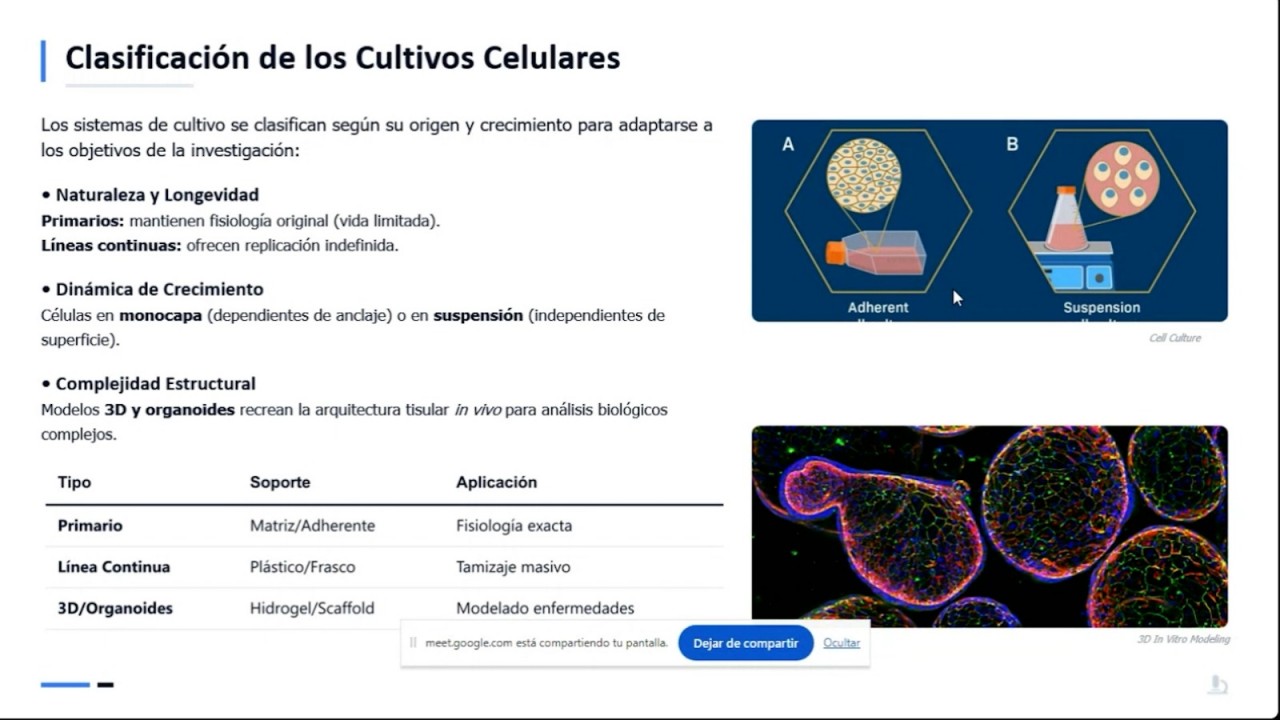 First slide