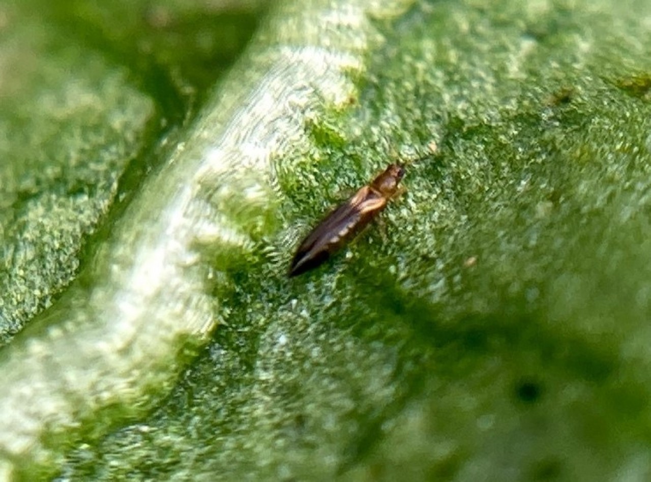 First slide
